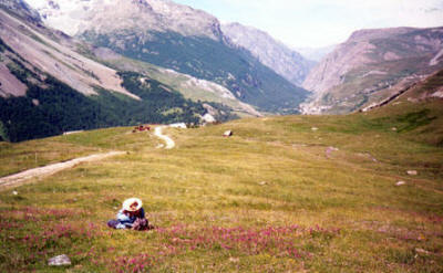 Wild flowers in the mountains