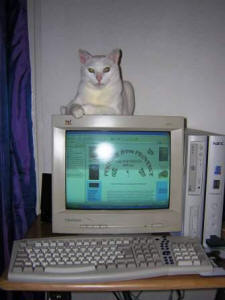 Max keeping warm on the PC in wintery Nice!