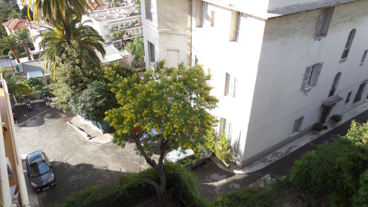 Mimosa in early January!