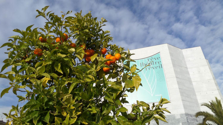Oranges in January outside Nice theatre 