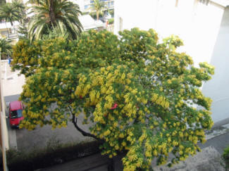 Mimosa Tree